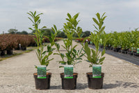 Prunus (L) laurocerasus 'Caucasica'