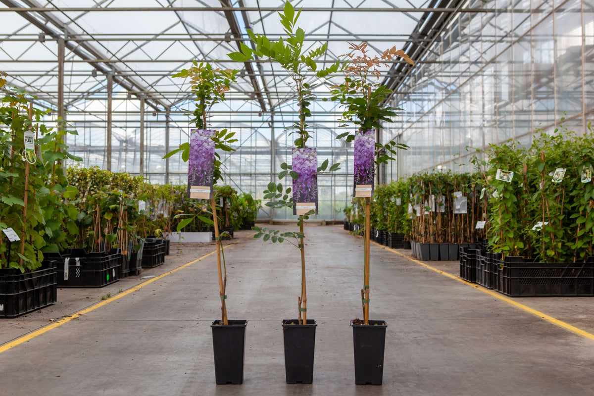 Wisteria sinensis 'Prolific'