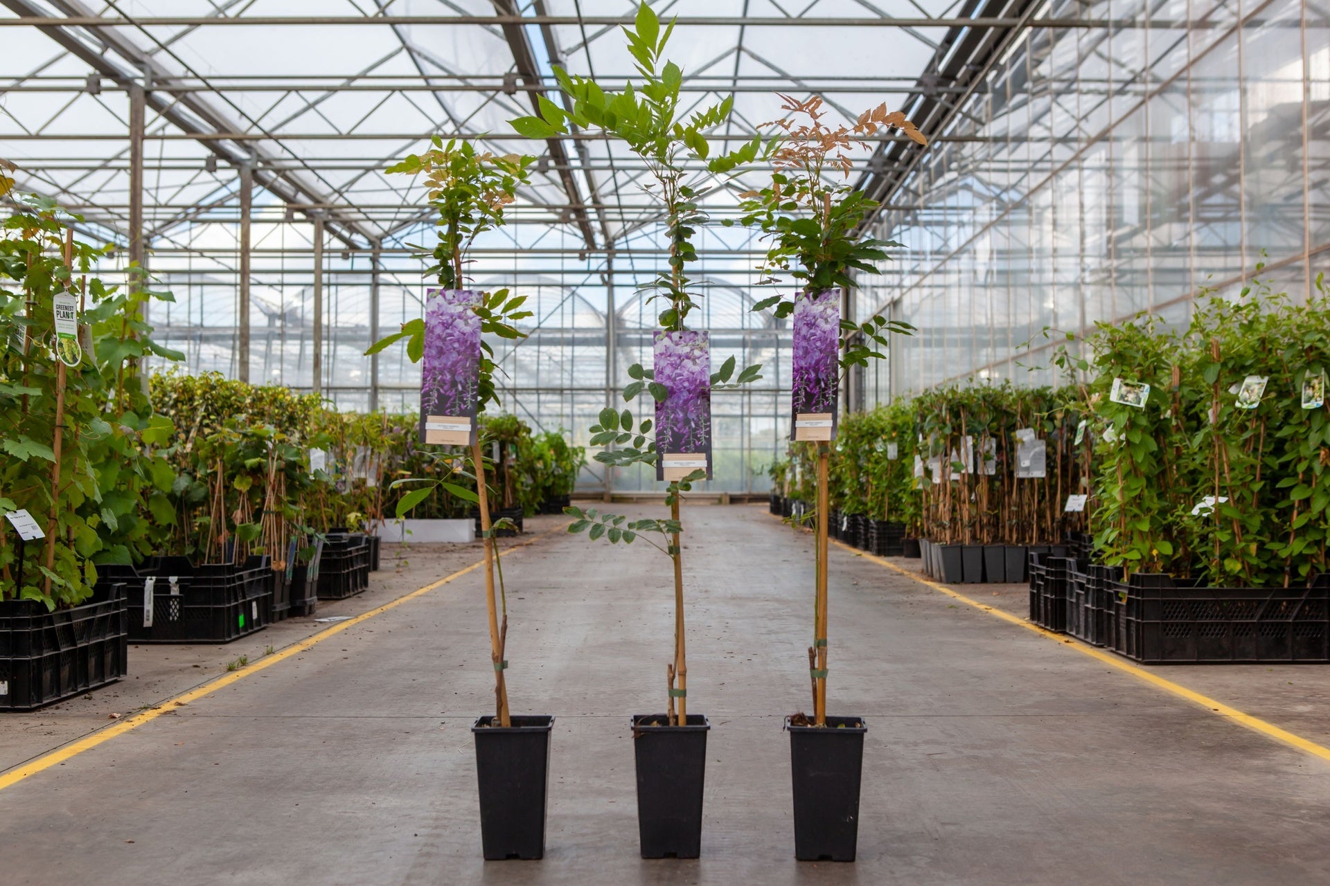 Wisteria sinensis 'Prolific'