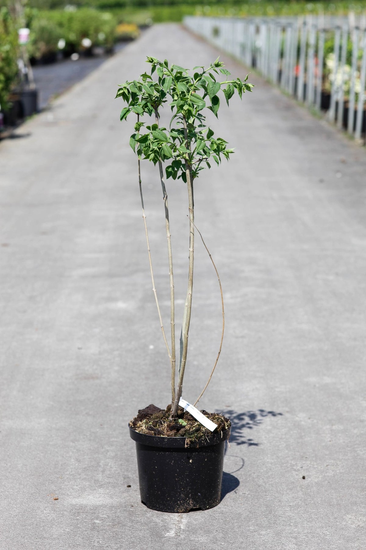 Syringa vulgaris 'Mme Lemoine'