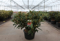 Rhododendron 'Tortoiseshell Orange'