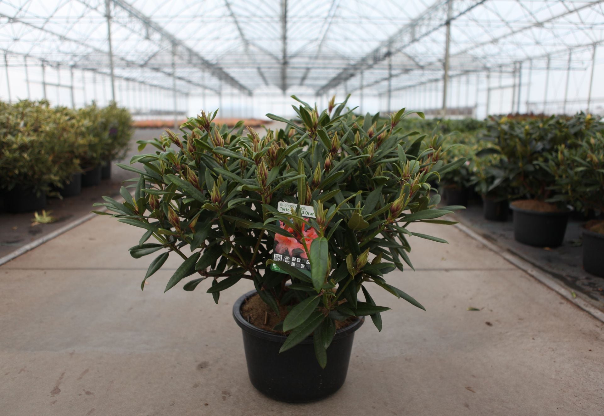 Rhododendron 'Tortoiseshell Orange'