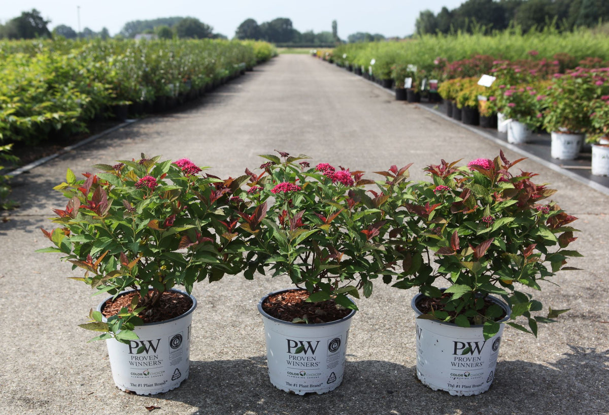 Spiraea japonica Proven Winners© DOUBLE PLAY© DOOZIE (PBR)