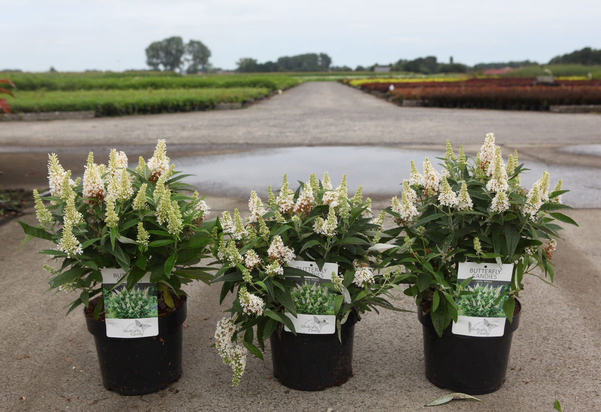 Buddleja davidii Butterfly Candy© 'Little White' (PBR)