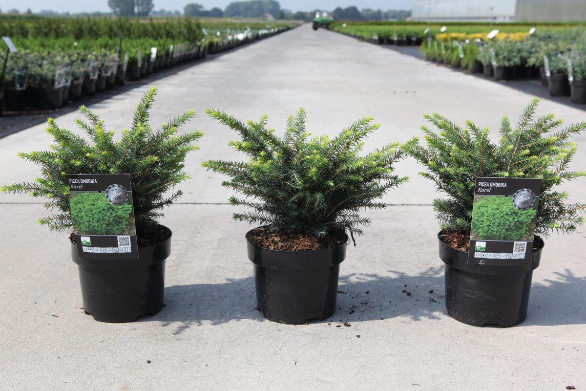 Picea omorika 'Karel'