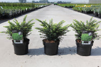 Picea omorika 'Karel'