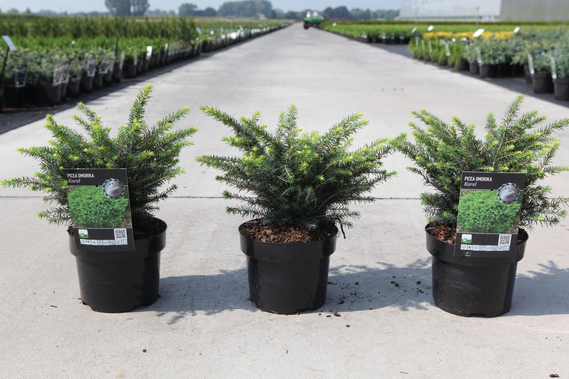 Picea omorika 'Karel'
