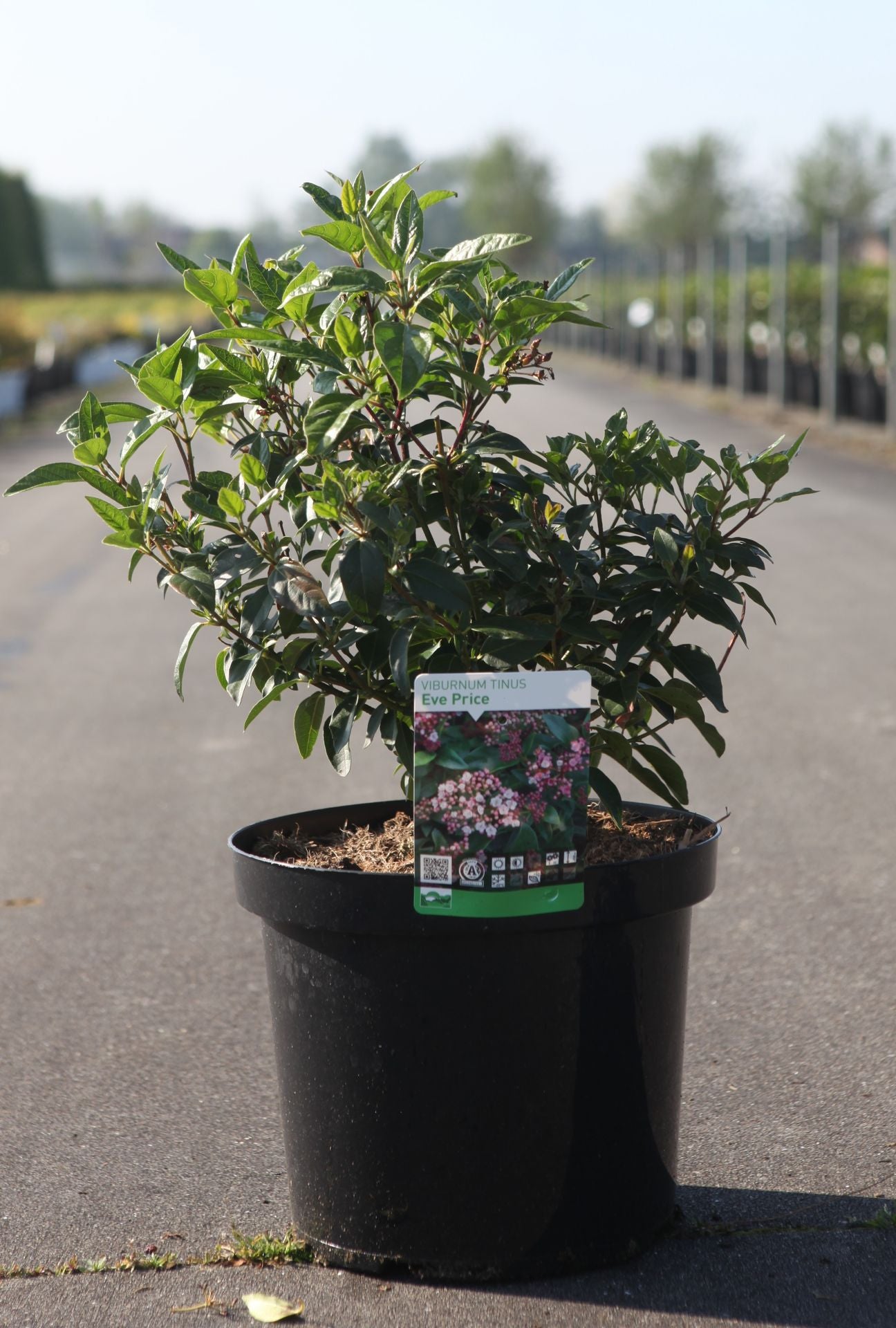 Viburnum tinus 'Eve Price'