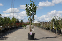 Syringa vulgaris 'Charles Joly'