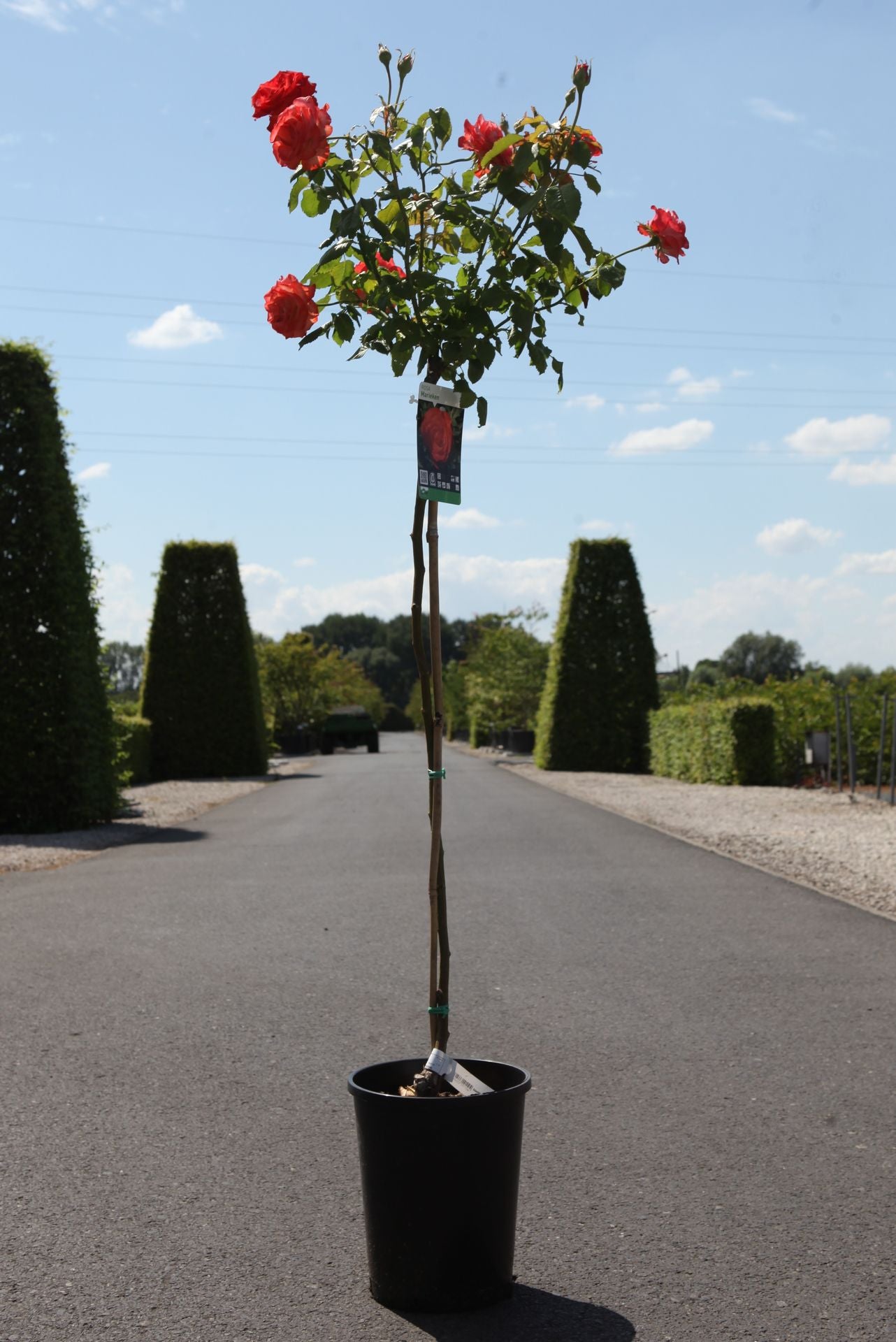 Rosa 'Marieken'