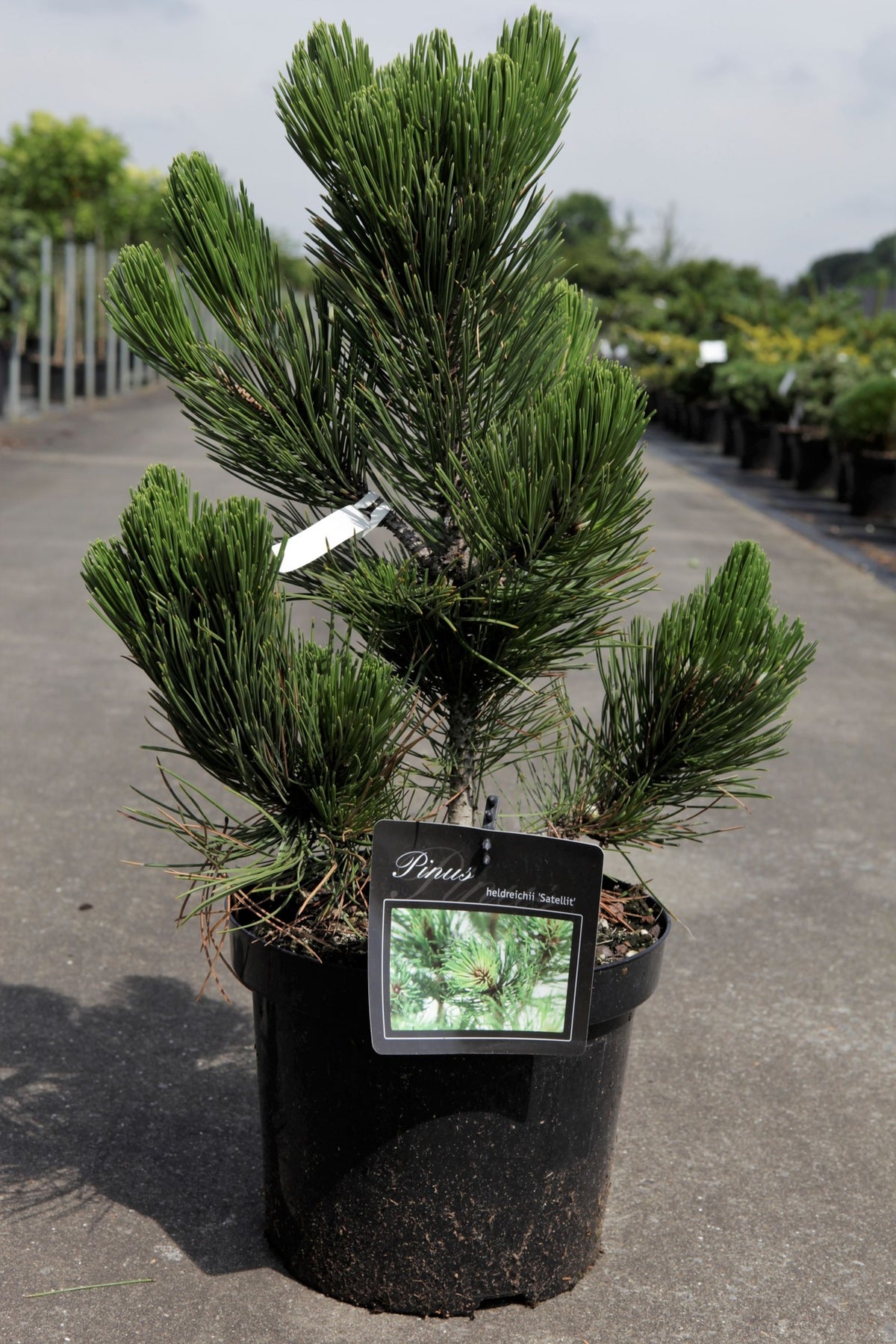 Pinus heldreichii 'Satellit'