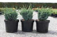 Juniperus squamata 'Blue Compact'