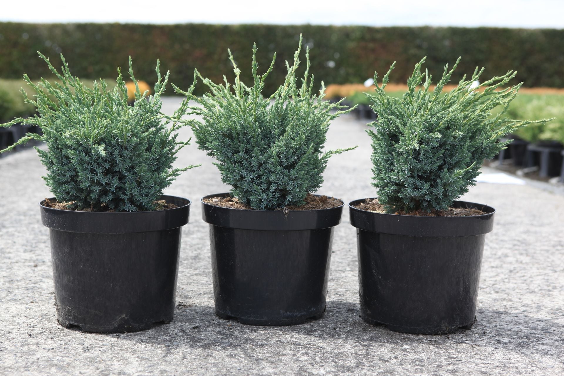 Juniperus squamata 'Blue Compact'