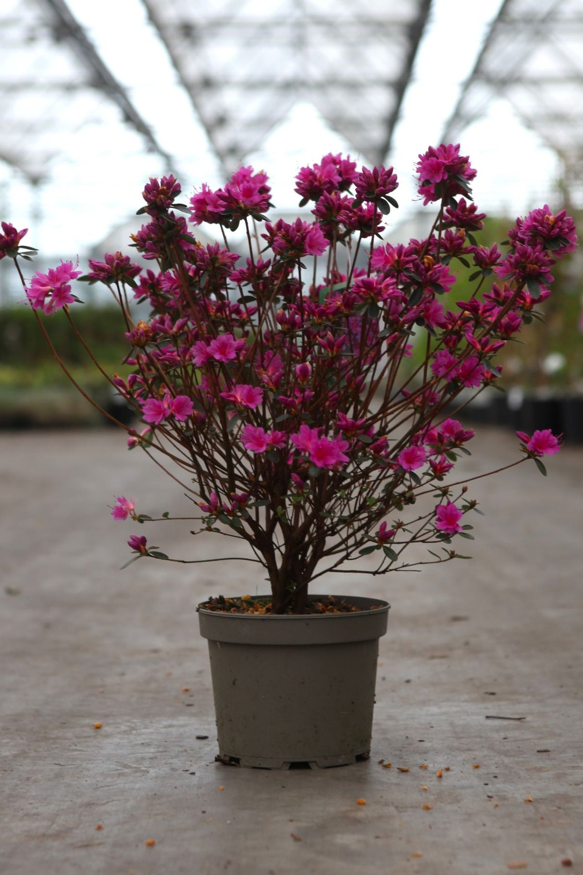 Azalea japonica 'Amoena'