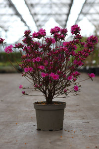 Azalea japonica 'Amoena'