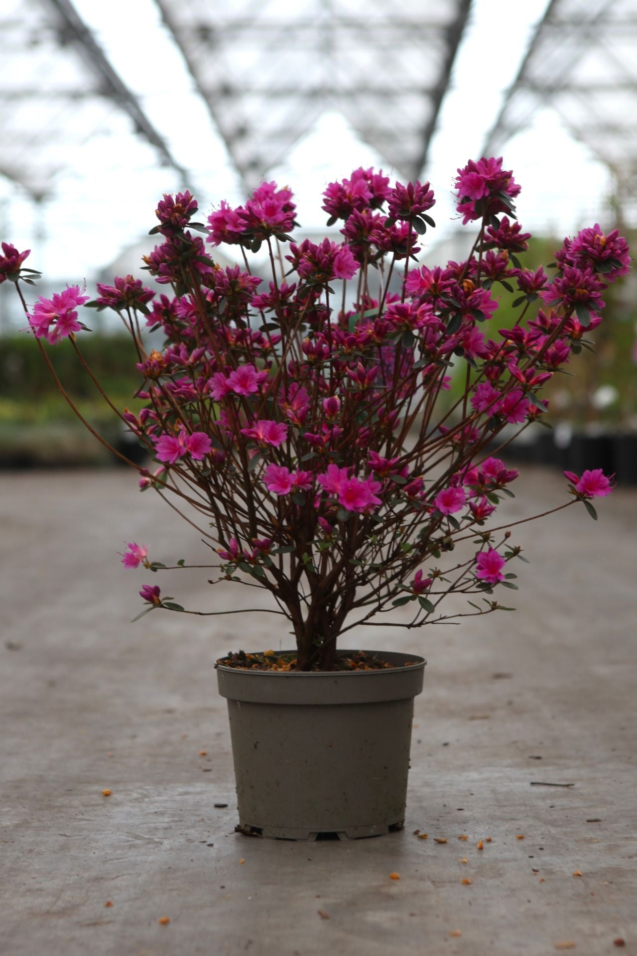 Azalea japonica 'Amoena'