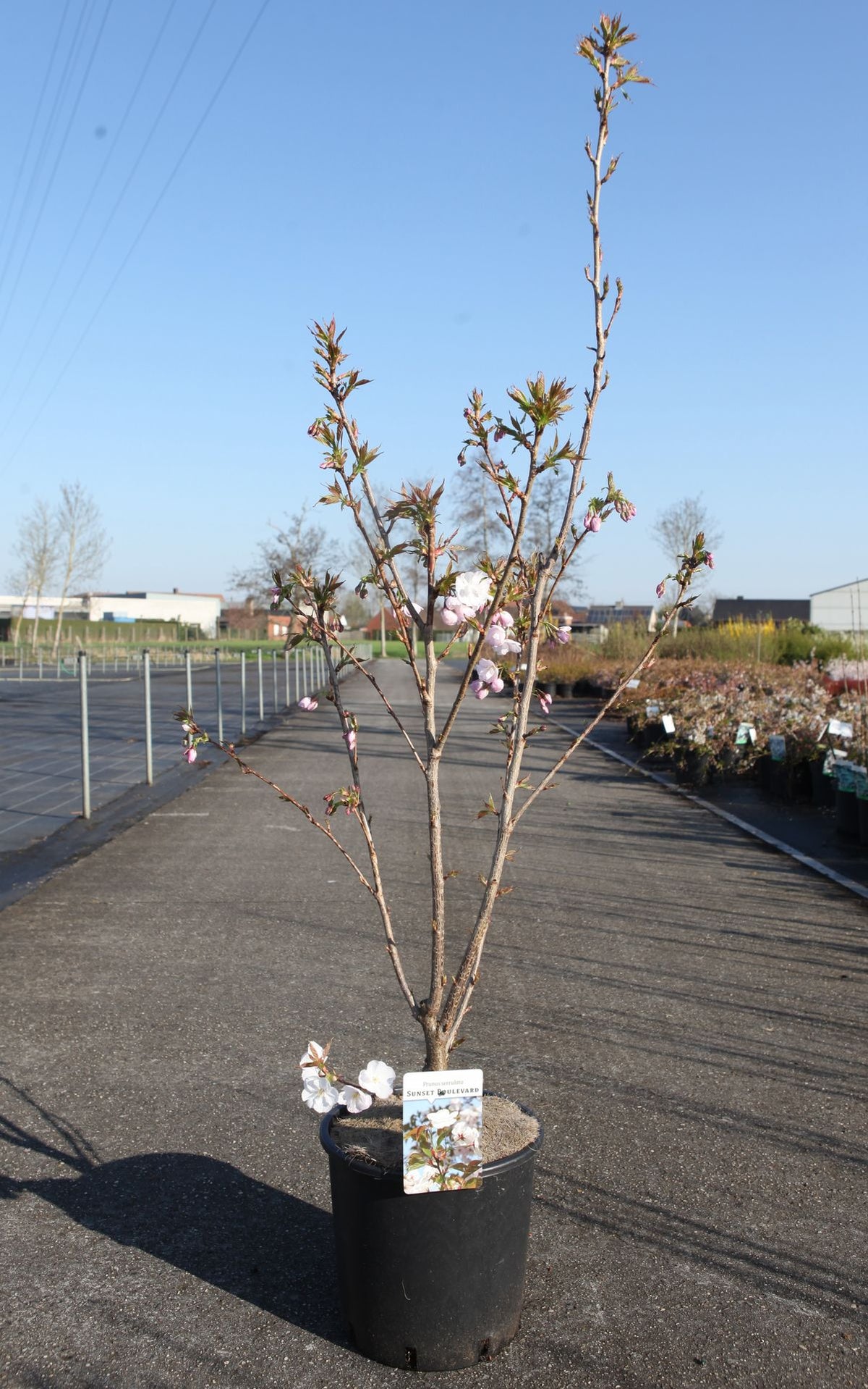Prunus serrulata 'Sunset Boulevard'
