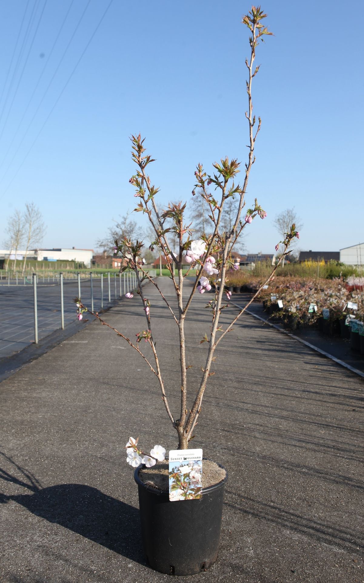 Prunus serrulata 'Sunset Boulevard'