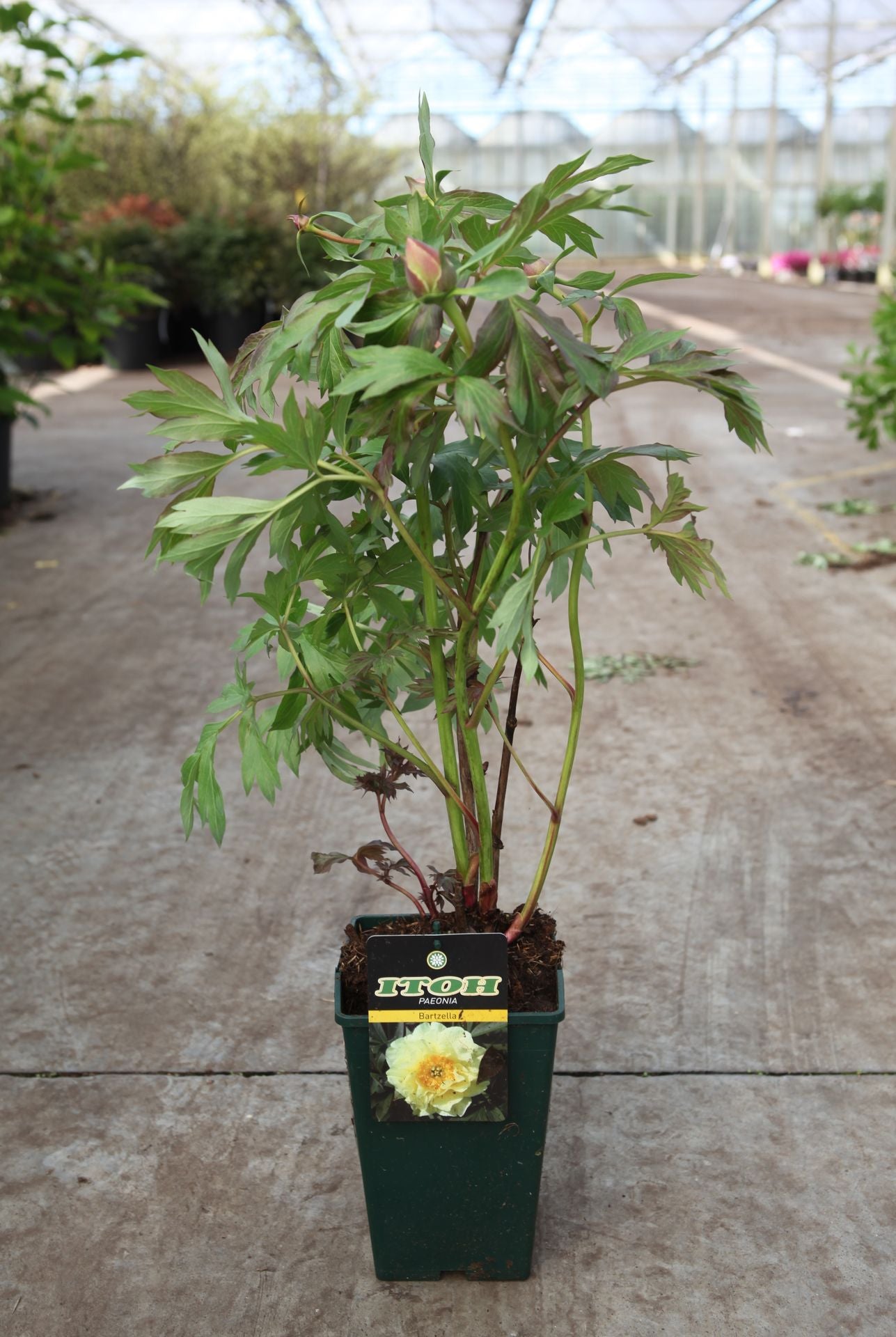 Paeonia ITOH 'Bartzella'