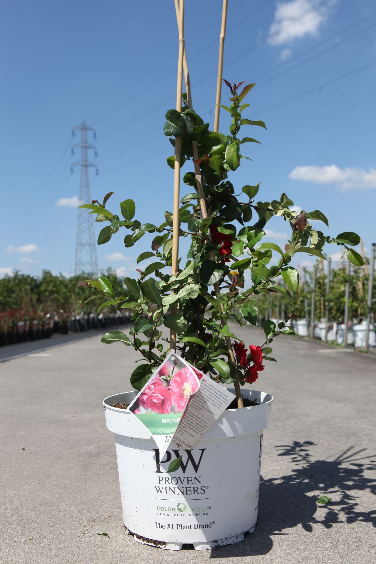 Chaenomeles speciosa Proven Winners© 'Pink Storm' (PBR)