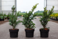 Taxus baccata 'Summergold'