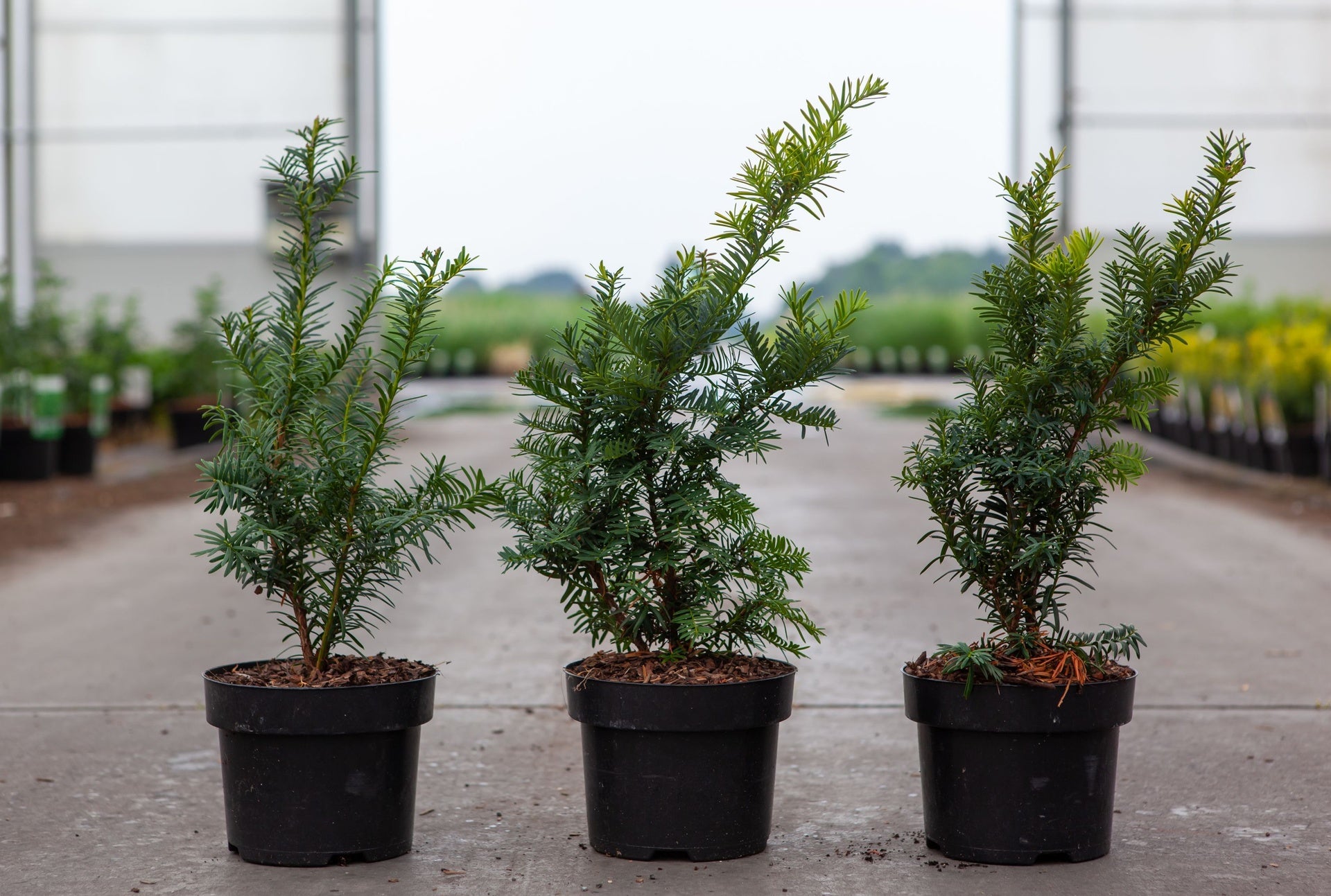 Taxus baccata 'Summergold'