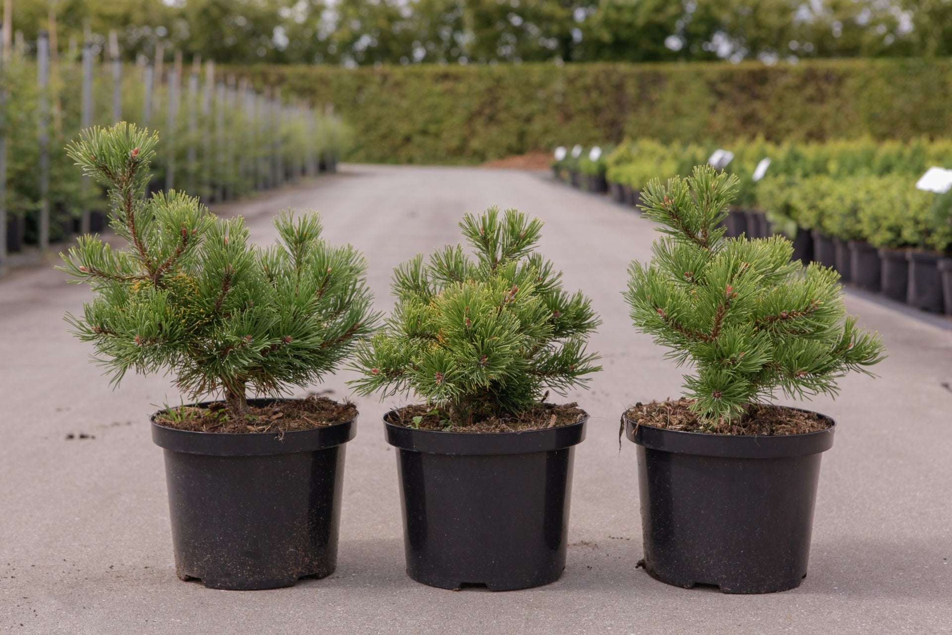 Pinus mugo 'Carstens Wintergold'