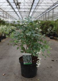Zenobia pulverulenta 'Blue Sky'