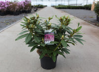 Rhododendron ‘Polarnacht’ with deep purple-red flower clusters and dark green evergreen foliage.