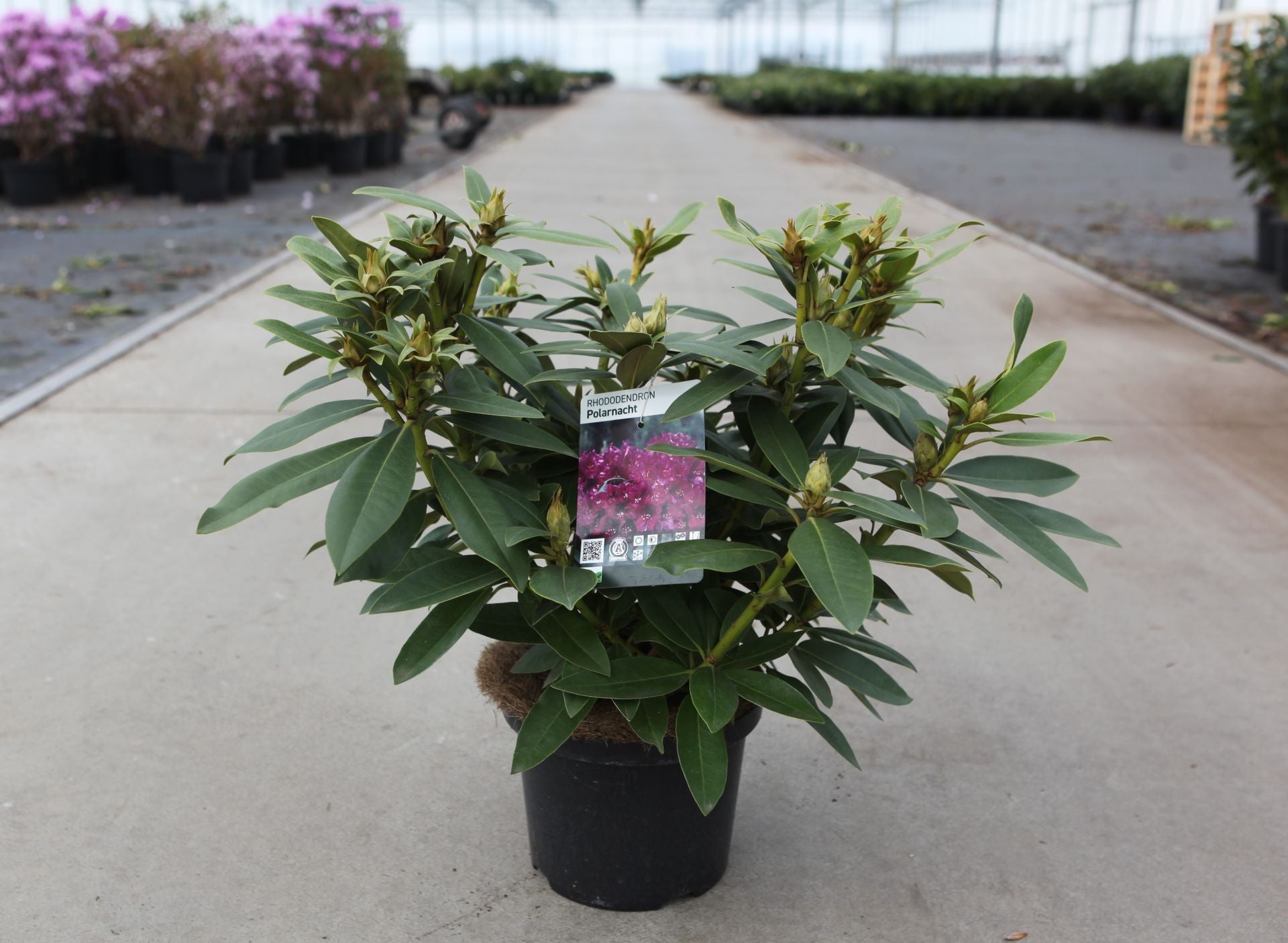 Rhododendron (P) 'Polarnacht'