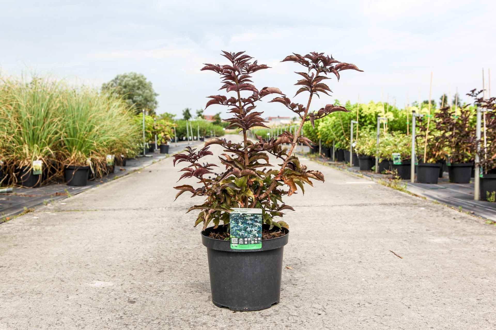Sambucus nigra BLACK TOWER (PBR)
