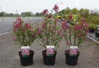 Syringa 'Tinkerbelle'
