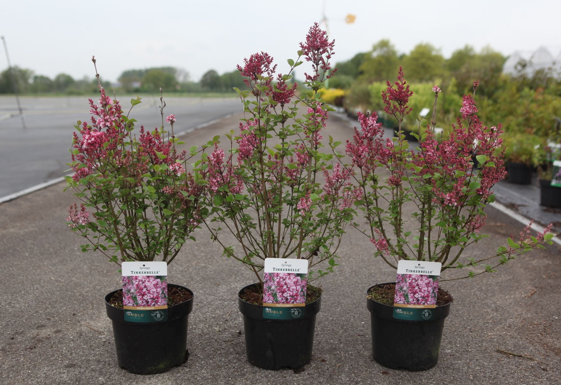 Syringa 'Tinkerbelle'