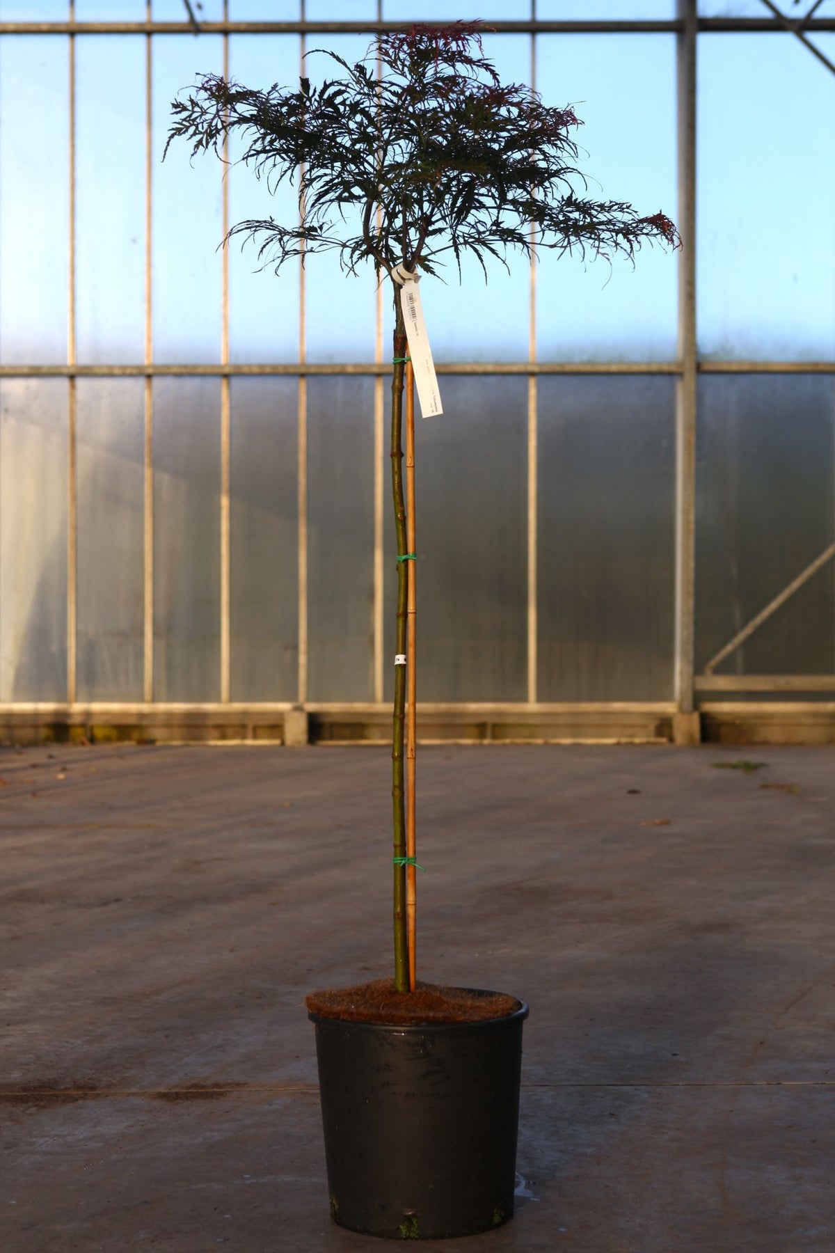 Acer palmatum 'Dissectum Tamukeyama'
