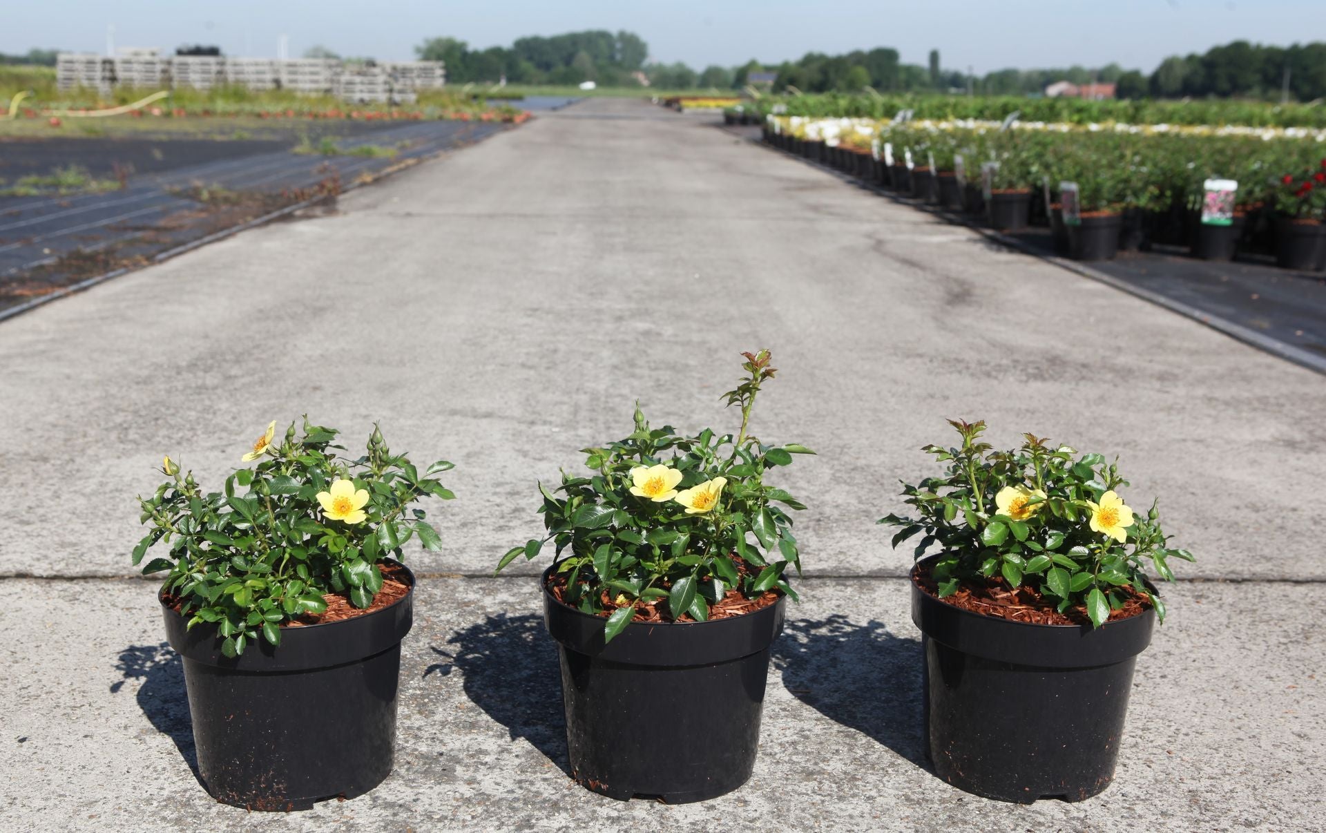 Rosa 'Bee Gold'