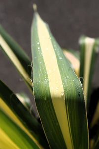 Yucca filamentosa 'Colour Guard'