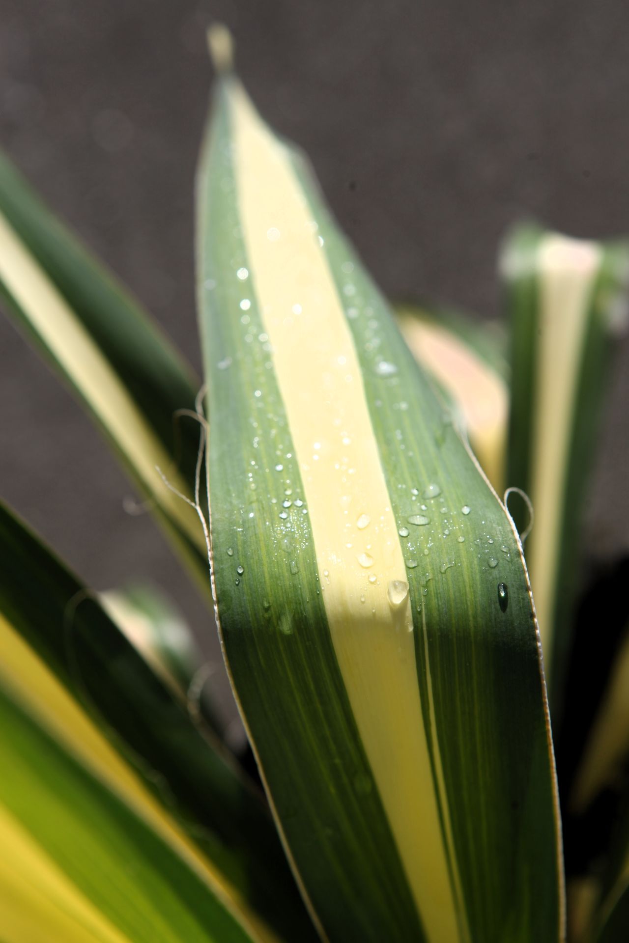 Yucca filamentosa 'Colour Guard'