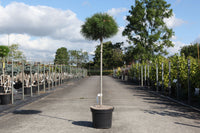 Pinus nigra 'Pierrick Bregeon'