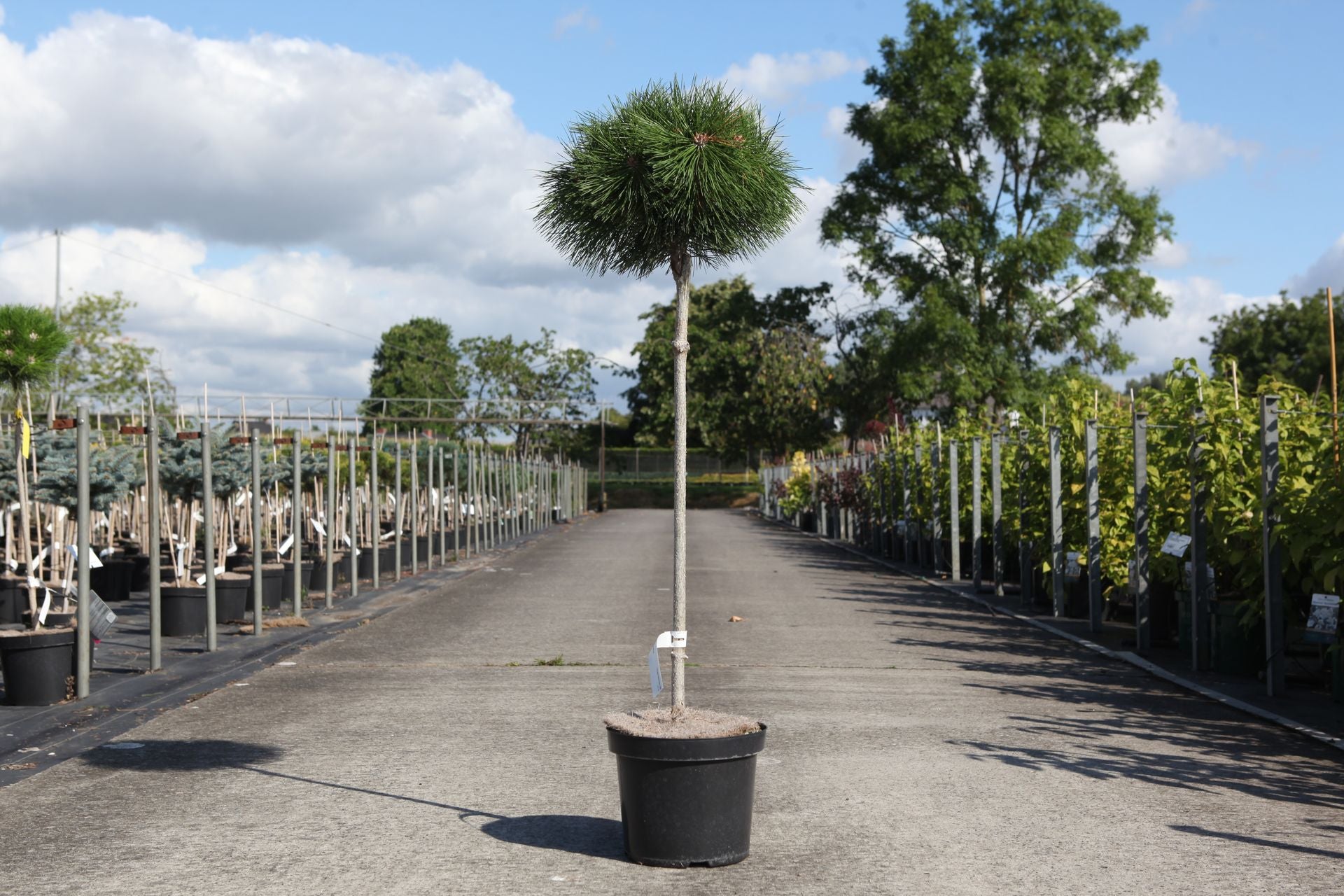 Pinus nigra 'Pierrick Bregeon'