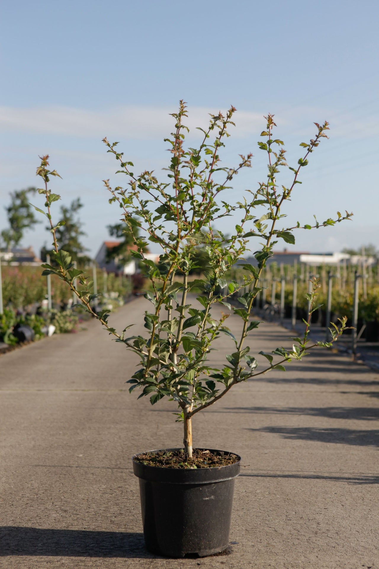 Crataegus grignonensis
