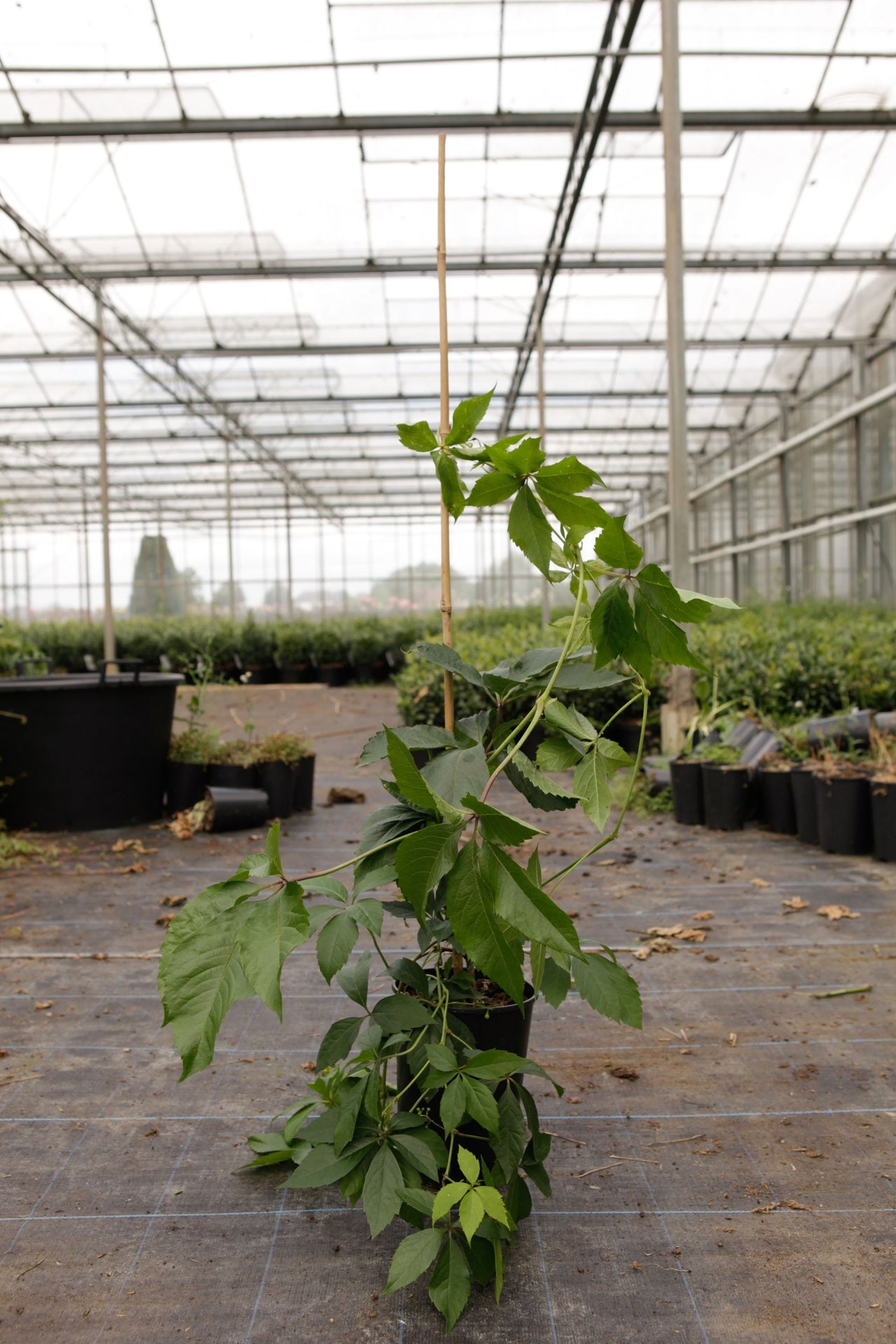 Parthenocissus quinquefolia