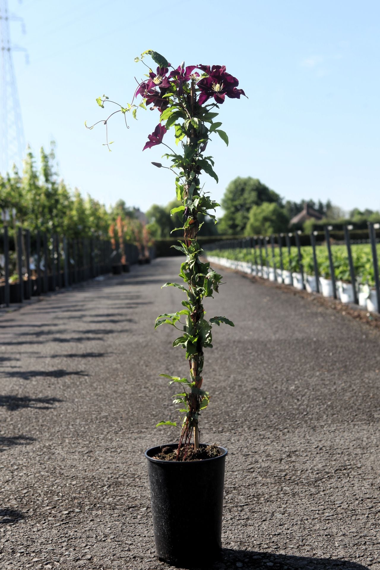 Clematis 'Warszawska Nike'