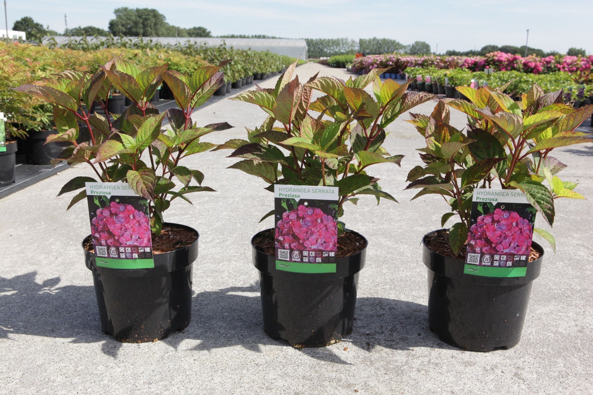 Hydrangea serrata ‘Preziosa’ potted plants, compact lacecap hydrangea with red-tinted foliage for garden borders and containers