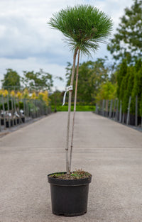 Pinus nigra 'Marie Bregeon' (PBR)