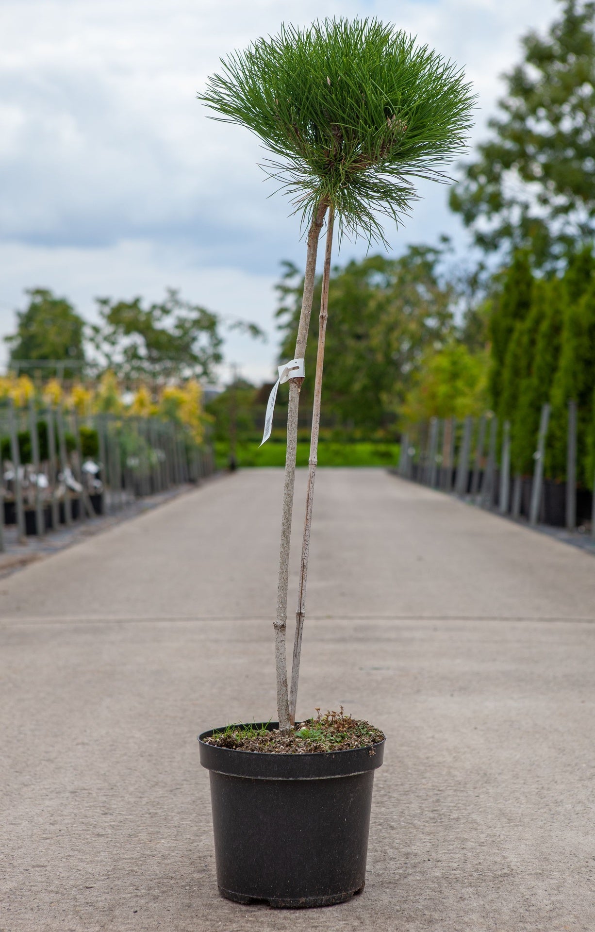Pinus nigra 'Marie Bregeon' (PBR)