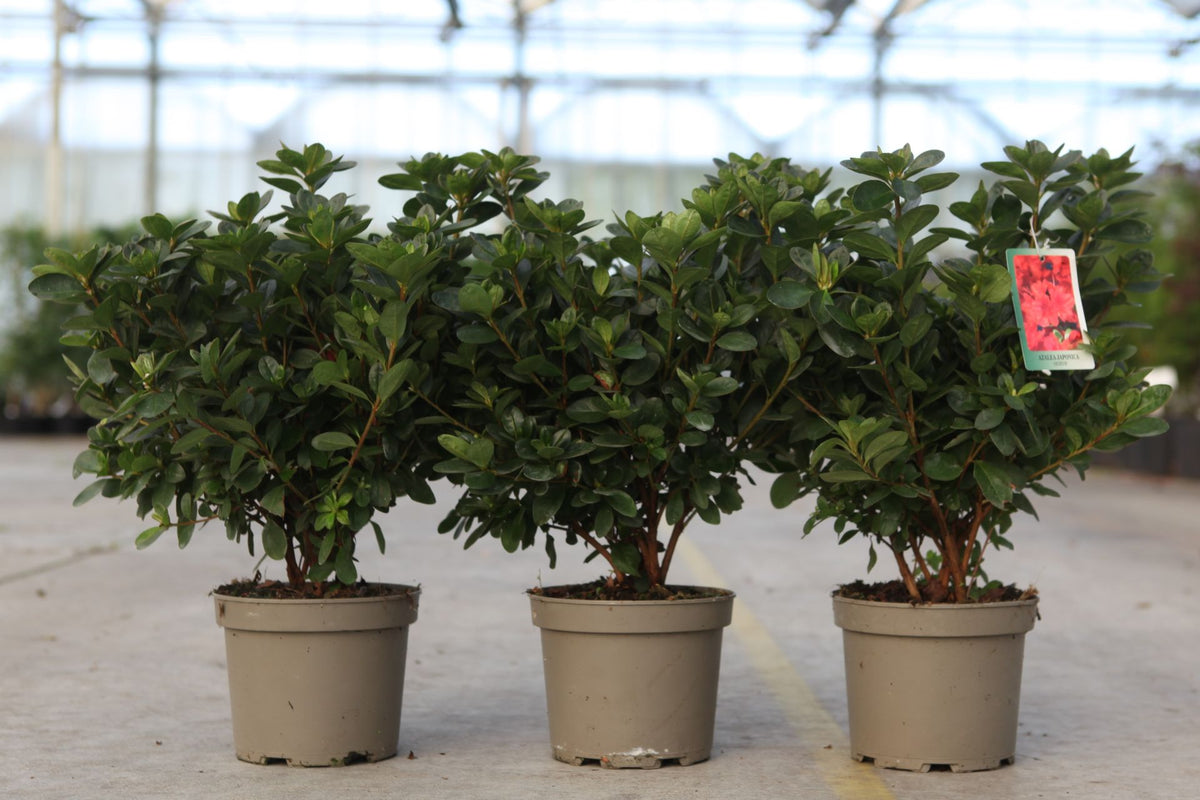 Azalea japonica 'Ardeur'
