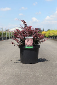 Berberis thunbergii 'Inspiration' (PBR)