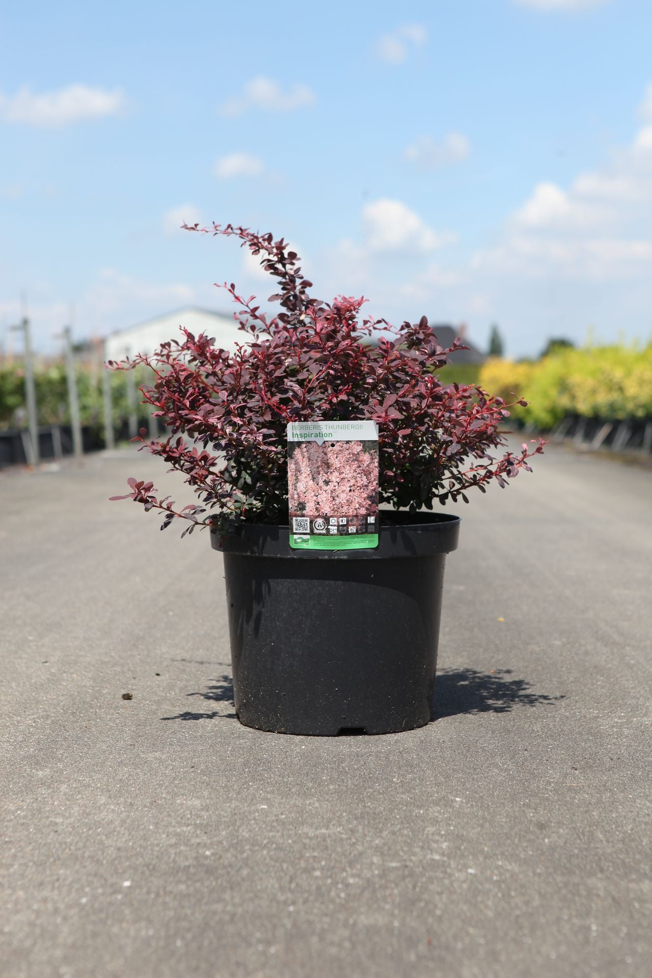 Berberis thunbergii 'Inspiration' (PBR)