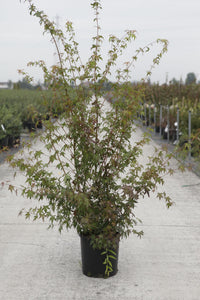 Acer palmatum