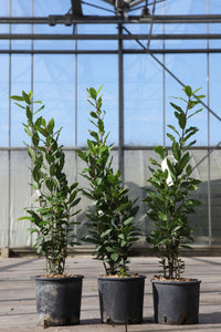 Laurus nobilis